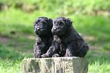 BOUVIER DES FLANDRES 445